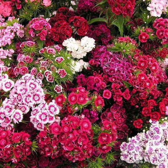 Гвоздика турецкая, семена