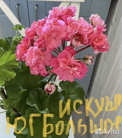 Пеларгония