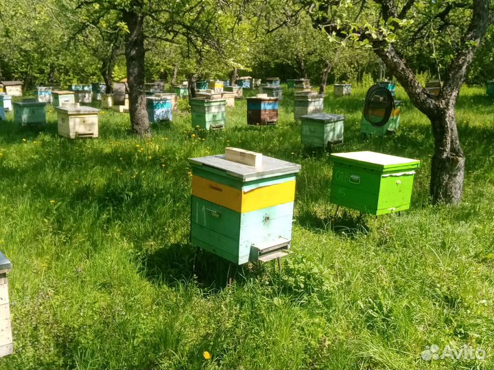 Мёд, прополис, воск,мёд в сотах