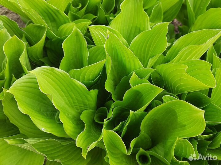 Саженцы хосты, бадана, декоративного лука-чеснока