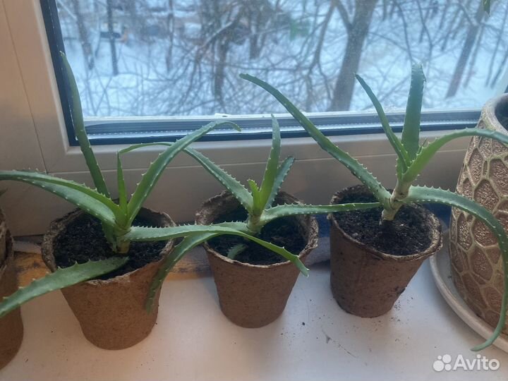 Комнатные цветы алоэ 3 летний