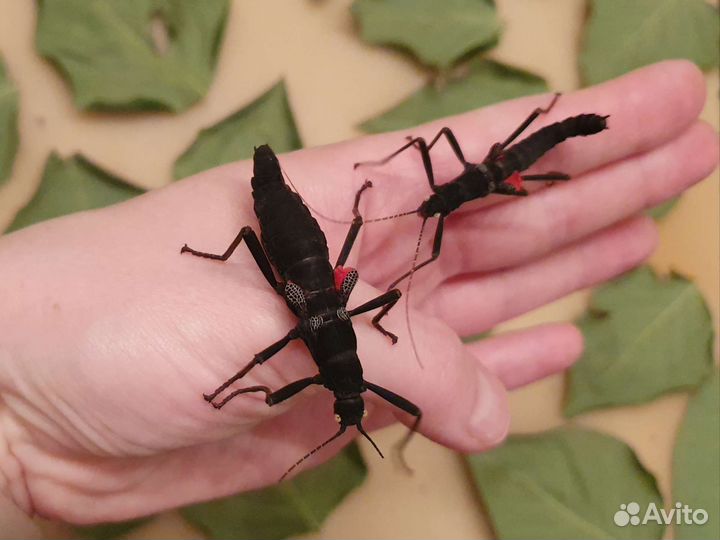 Перуанский палочник