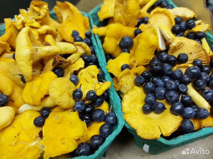 Смородина, крыжовник, лисички, голубика