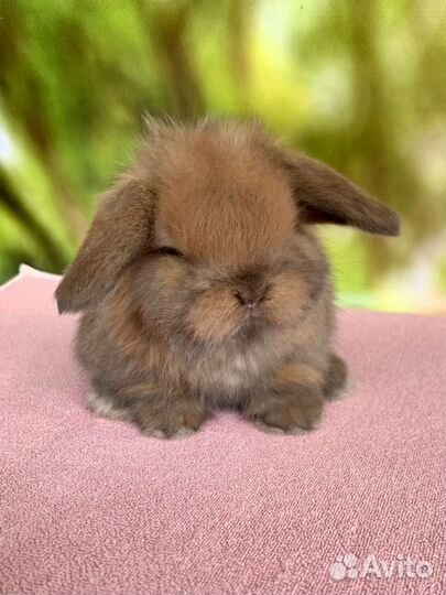 Солнечный мальчик минилоп