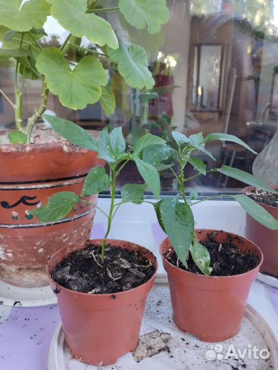 Перчик острый. Комнатный