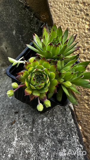 Суккулент Крассула Эхеверия Кактус