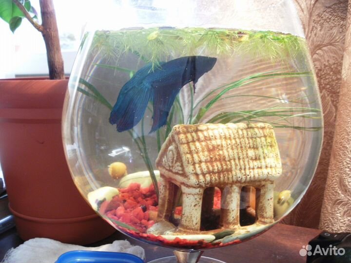 Мини аквариумы с рыбкой. Отличный подарок