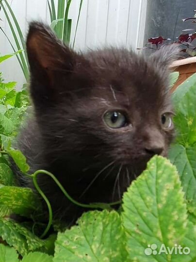 Котенок девочка в ласковые руки