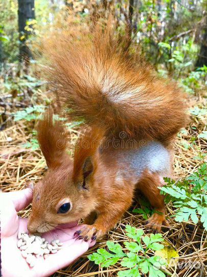 Белка, бельчата ручнные