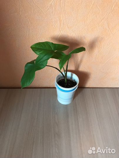 Сингониумы баттерфляй вайт, ножколистный