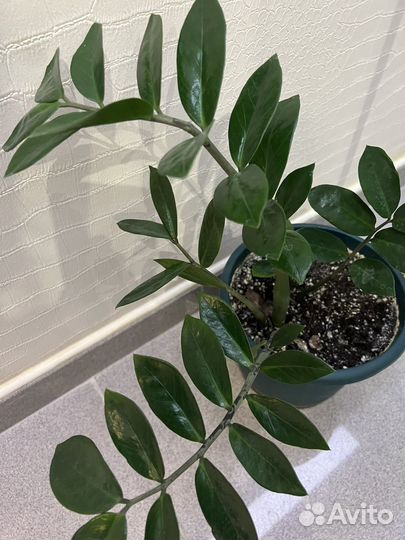 Два Замиокулькаса 30 см и 70 см