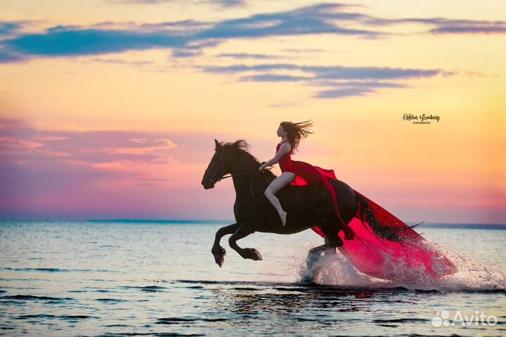 Крутые фотосессии с лошадьми Спб, сертификаты