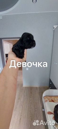 Кокер спаниель щенки