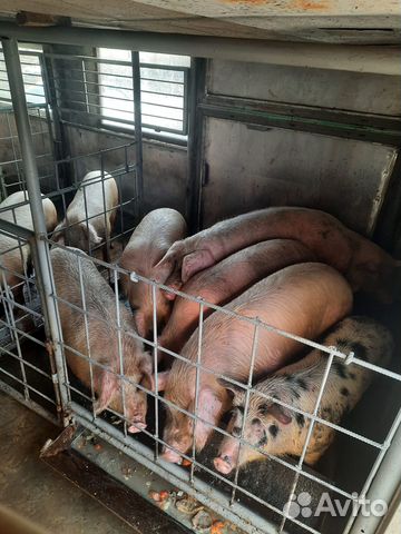 Свиноматки, подсвинки, боровки, поросята, хряк