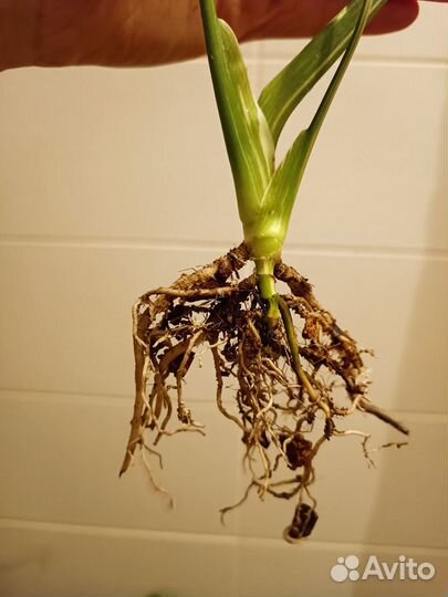 Монстера тайское созвездие