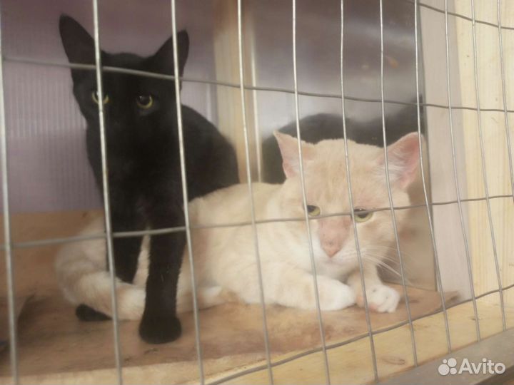 Котик и кошечка