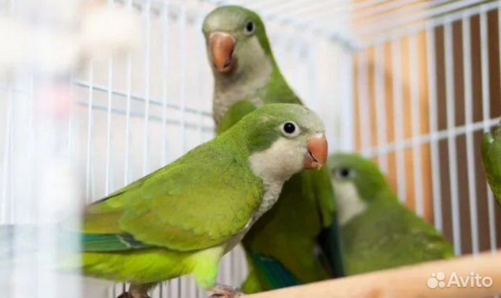 Попугай монах квакер калита