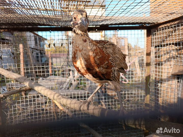 Охотничий Фазан самцы