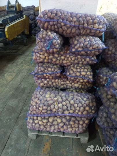 Средний картофель