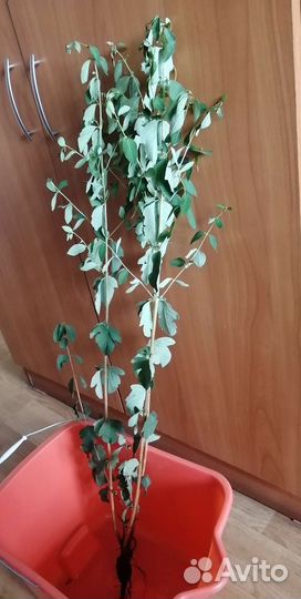 Лилейники, Снежноягодник белый