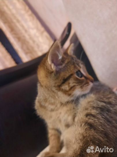 Котёнок девочка