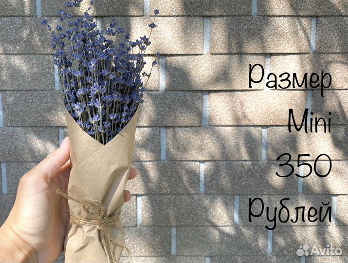 Лаванда сухоцвет