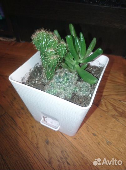 Хойя, хатиора, кактусы, суккуленты, фиалки