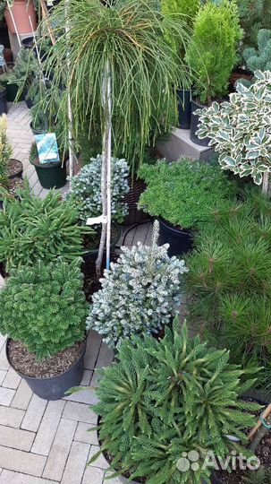 На штамбе редкости хвойные новая поставка