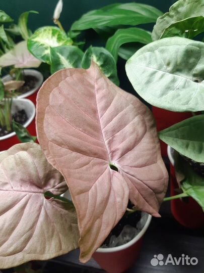 Сингониумы молодые укорененные разных сортов