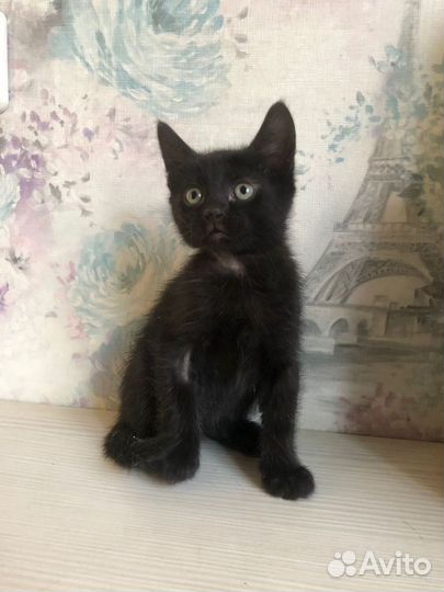 Котенок 1,5 месяца