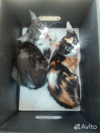 Мальчишка в добрые руки