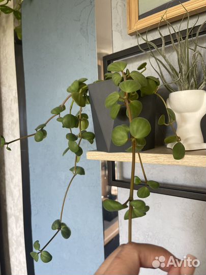 Пеперомия Тетрафилла Хоуп