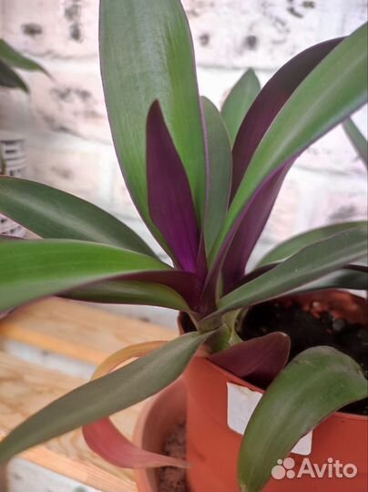 Традесканция