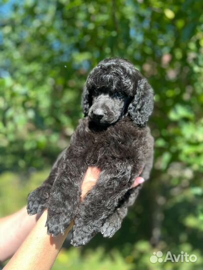 Щенки большого королевского пуделя