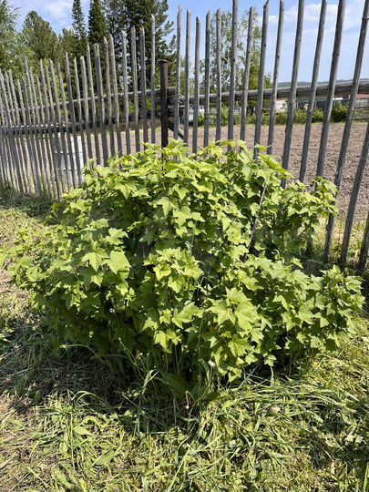 Участок 5 сот. (СНТ, ДНП)