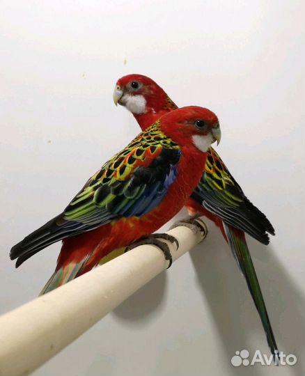 Мир Попугаев. Розелла