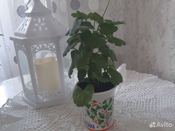 Пеларгония розебудная