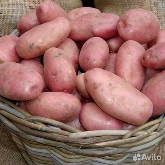 Картофель и овощи с доставкой на дом Ярега