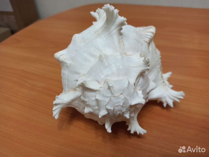 Морская раковина