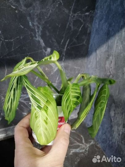 Маранта Lemon Lime и другие