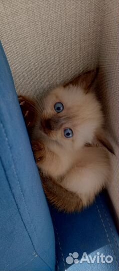 Котята милашки ищут хозяина