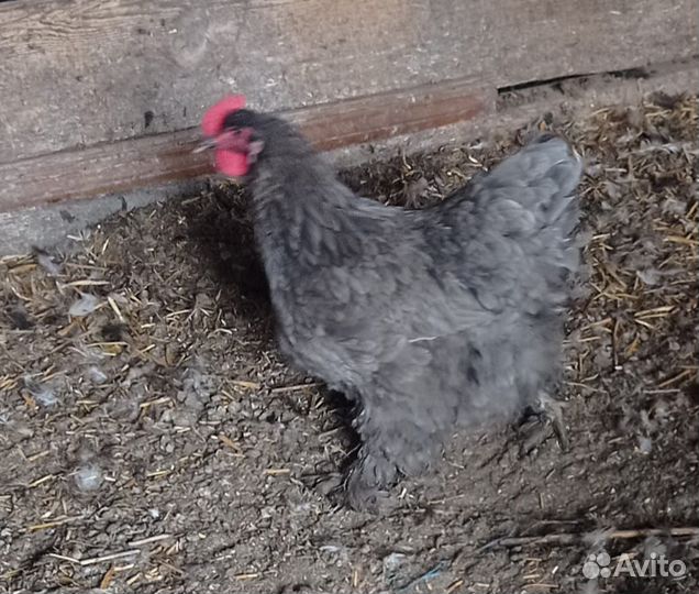 Инкубационный яйцо кур