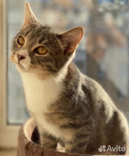 Котик Тишка ищет дом