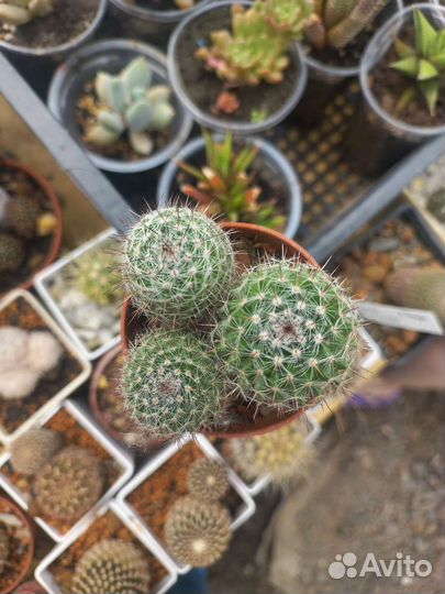 Кактус, астрофитум кабуто, астериас гибрид