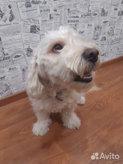 Вязка кобель