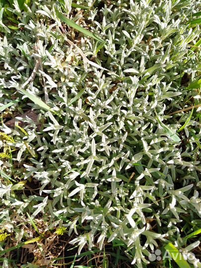 Ясколка войлочная