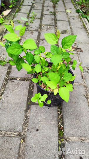 Спирея японская