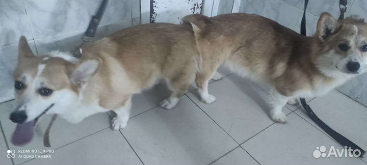 Собаки щенки