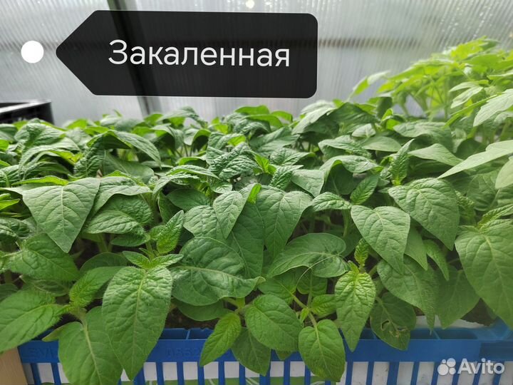 Рассада томатов (помидор) 30 сортов