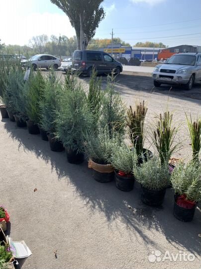 Декоративные растения